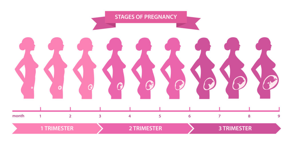 Illustration showing the stages of pregnancy, educating and supporting maternal health at Hope Clinic for Women.